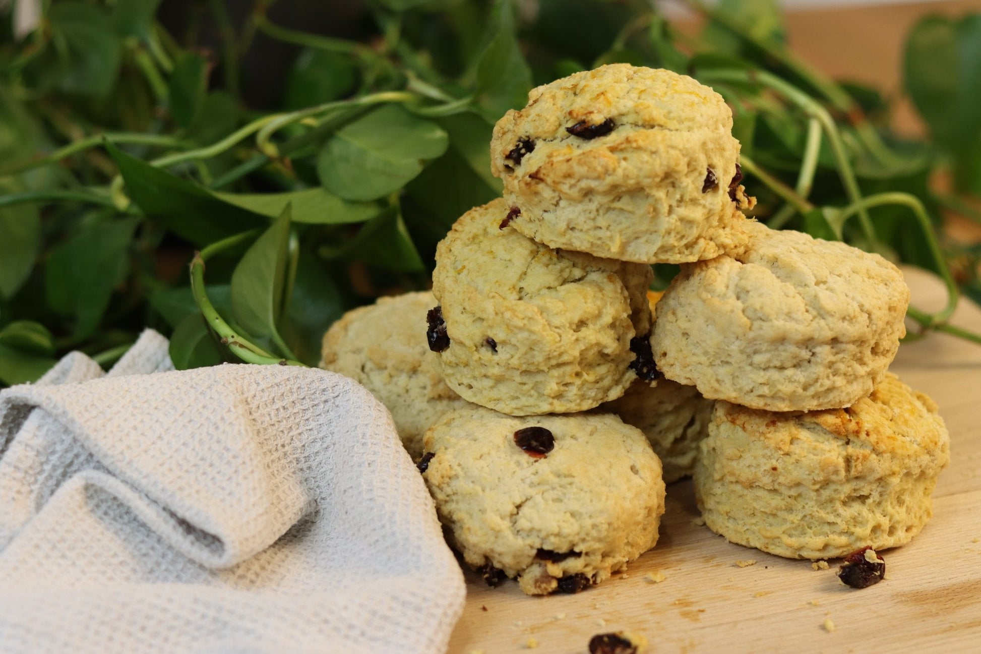 Vegan Cranberry Scones - Ashlan Bakery